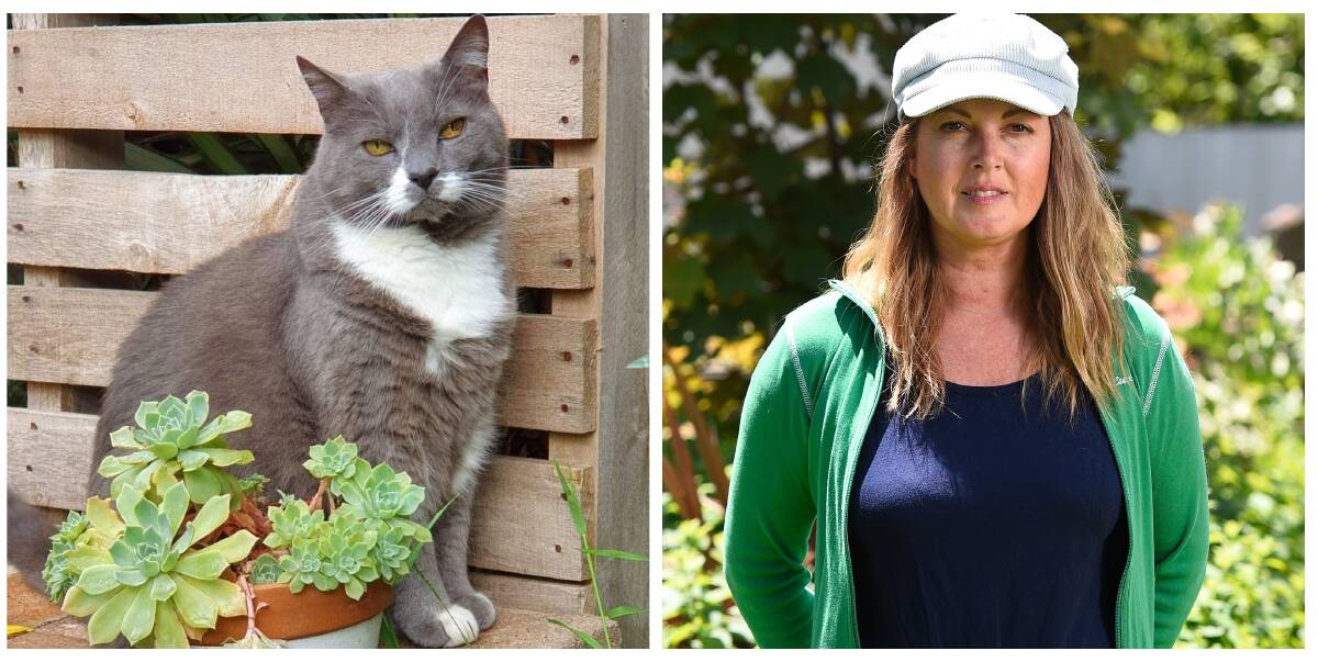 RESPONSIBLE: Michelle Imrei's cat Bernie lives a happy life on his property and is not able to roam. It is how advocates want all cat owners to keep their pet cats so they do not kill wildlife.
