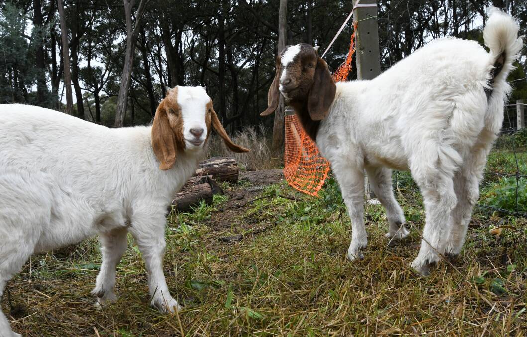 FRIENDLY: The goats have been an important part of the weed trial. Photo: Lachlan Bence