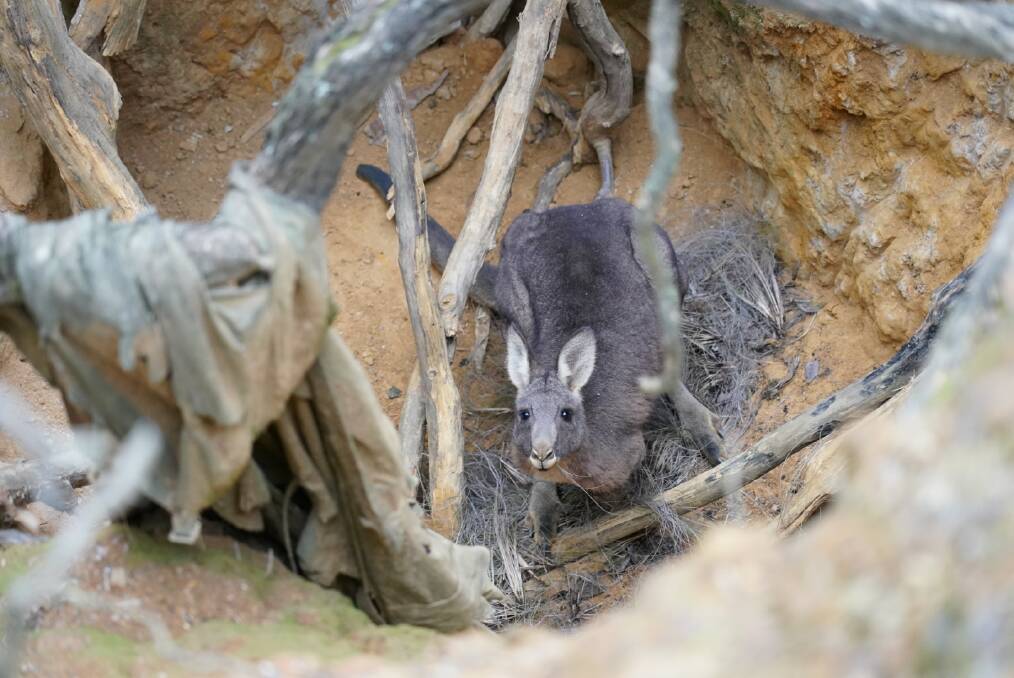 PREVENTABLE: The terrified kangaroo at the bottom of a mine shaft in Drummond. Photos: Georgie Purcell