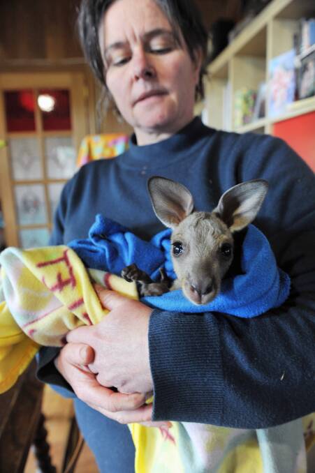 Gayle Chappell with a young kangaroo.