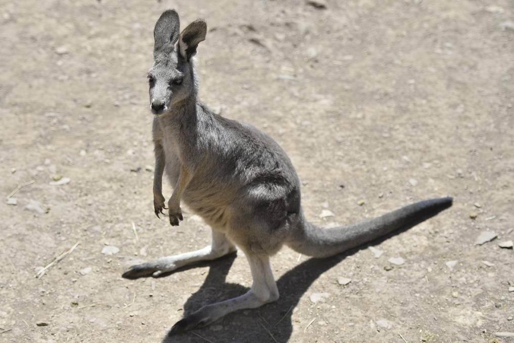 Be aware of kangaroos and wallabies when driving this spring. 