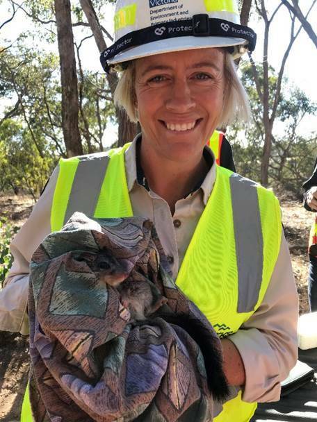 Parks Victoria Ranger Team Leader Kyra Winduss with a brush-tailed phascogale that has been tracked through the collaborative monitoring program.