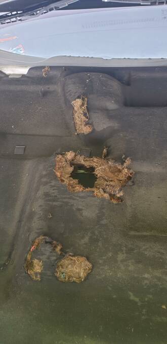 Some rodent related damage found in Ballarat recently. Photos: Supplied