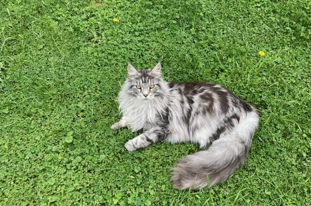 Buddy the cat is a beloved Maine Coon. Photo: Supplied