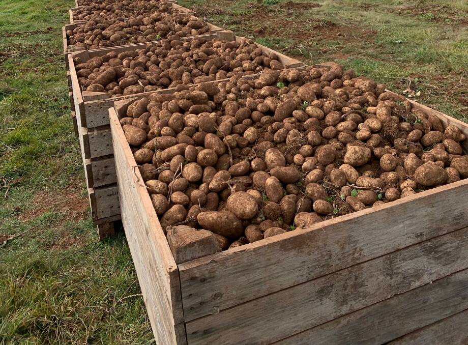 The potato yield at Trentham Potato Co. Photo: Supplied