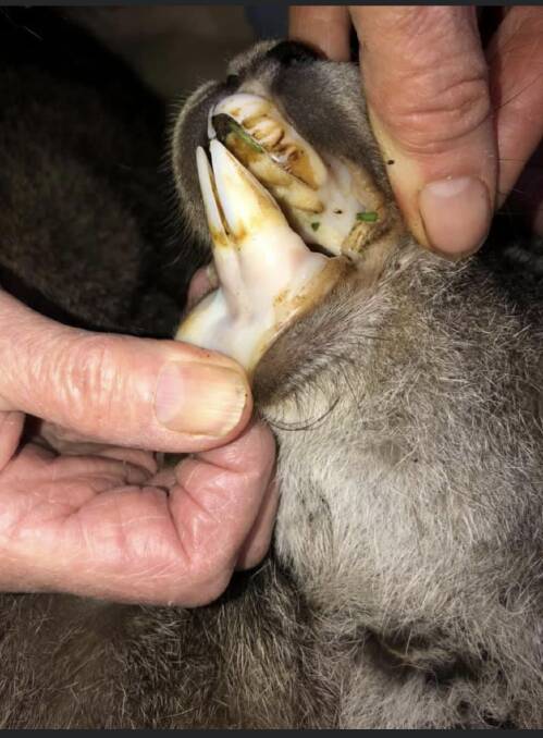 A sick kangaroo with white gums that was taken into Helen Round's care