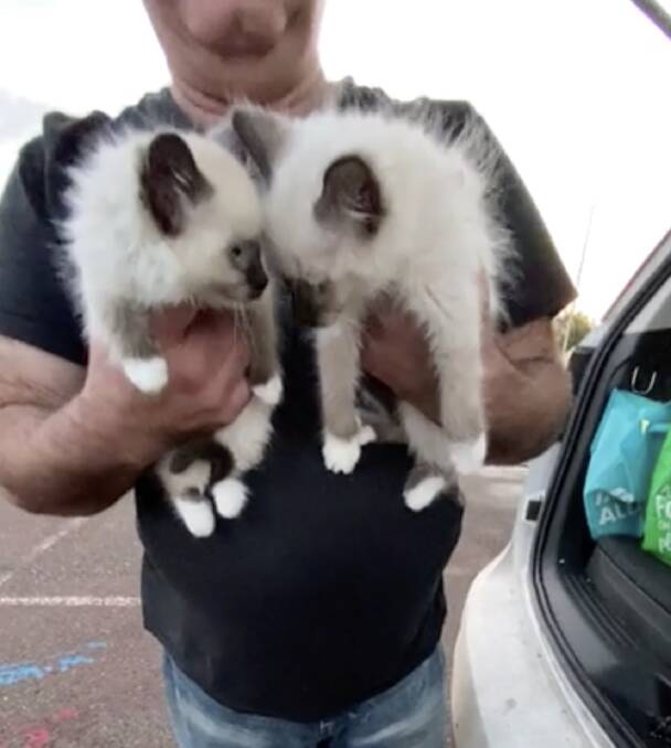 Kittens are brought out of the back of the car at Warrenheip.
