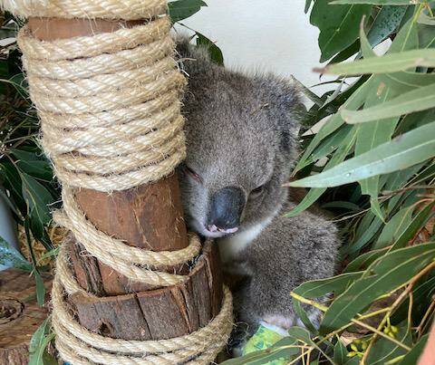'Make no mistake - our koalas are in crisis' but you can help