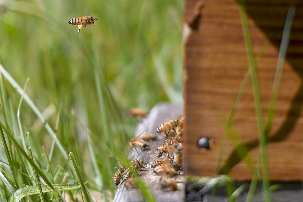 FLYING HIGH: Honey bees can pollinate plants and crops up to five km from the hive. Photo: Dylan Burns