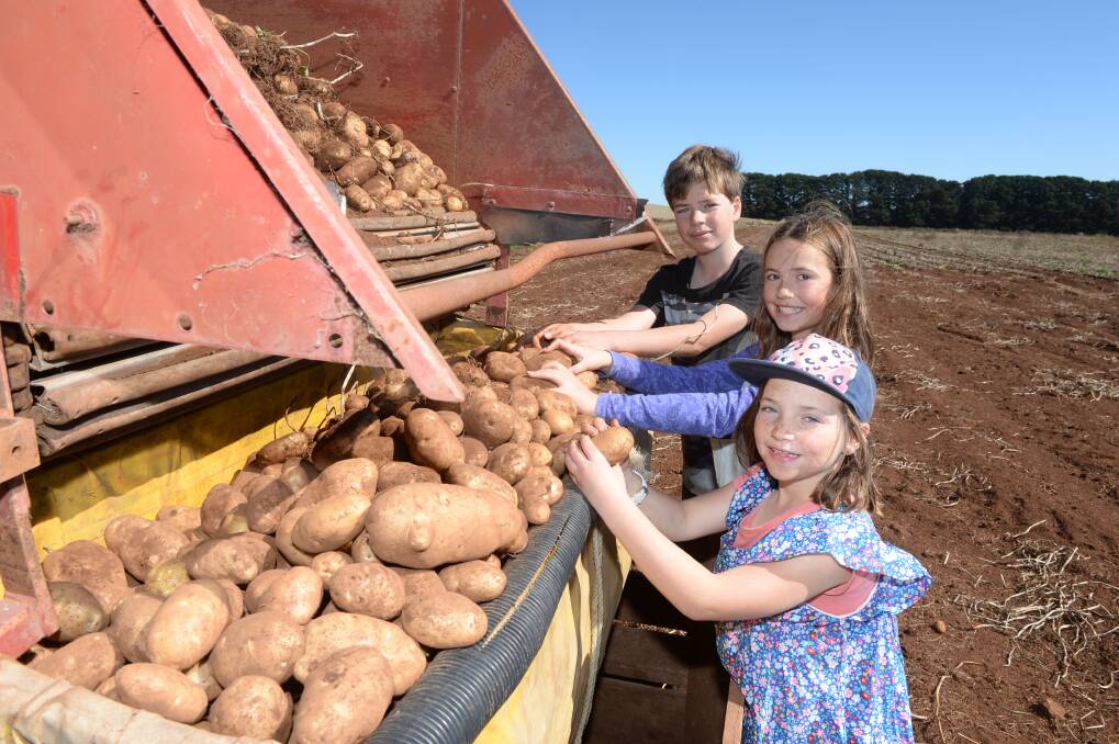 HARVEST TIME: 12-year-old Malachy Walsh, 10-year-old Saffron Thek and 8-year-old Roisin Walsh helping out with the potato harvest. Photo: Kate Healy