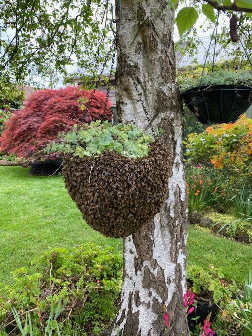 DISGUISED: A swarm rescued from a background in Wendouree this week. Photo: Supplied