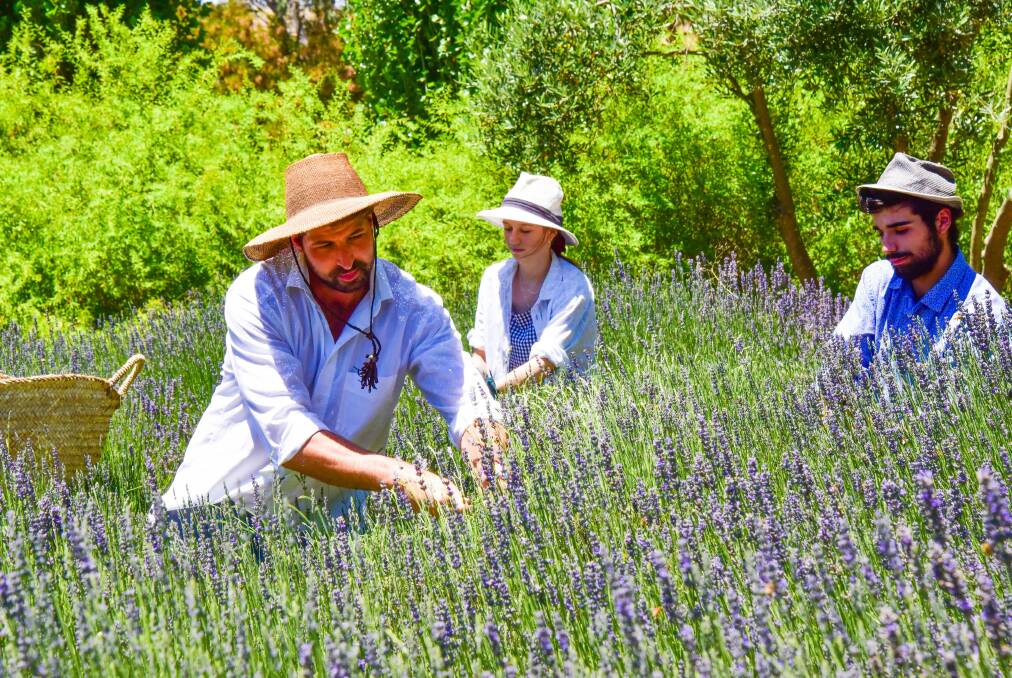 HARVEST: Alex Mos, Amy Naylor and Francesco Abozzi working at Lavandula in preparation for this weekend's festival. Photo: Brendan McCarthy