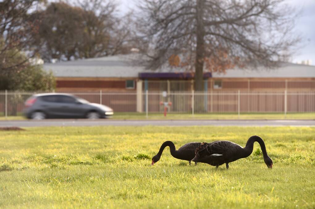 Swans grazing on grass at Gillies Street on Thursday, where council says a temporary fence will soon be installed. Photo: Adam Trafford