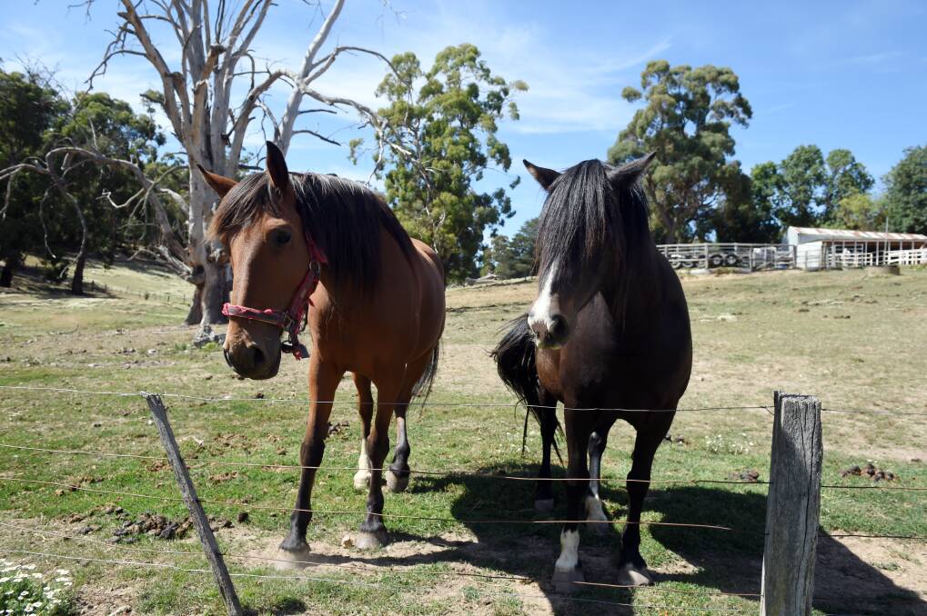 HORSING AROUND: The program enables people with disabilities to participate in a riding program. Photo: Kate Healy