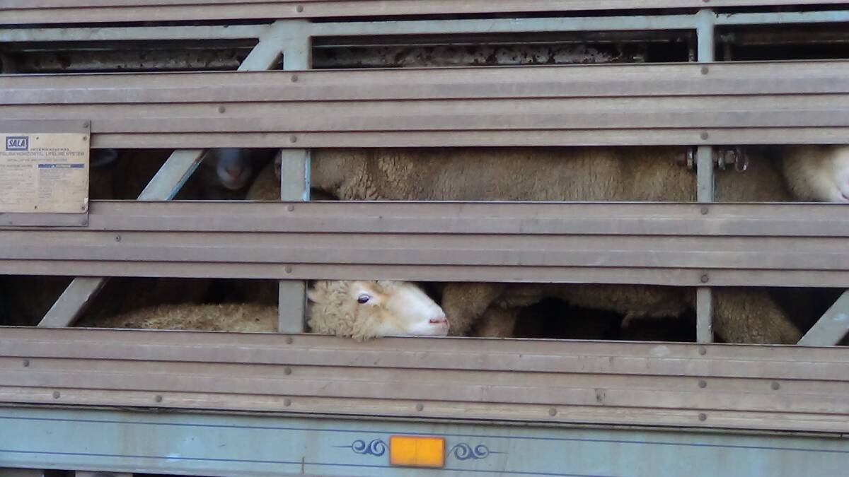 A downed sheep seen in Ballarat. Photo: Supplied