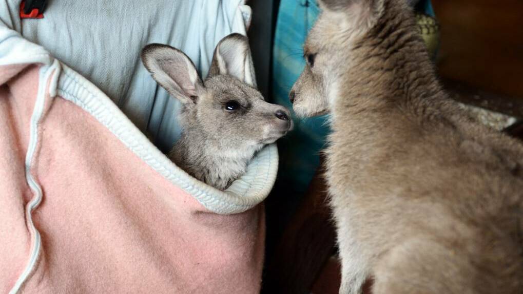 Some of the kangaroos that have been in care at the shelter
