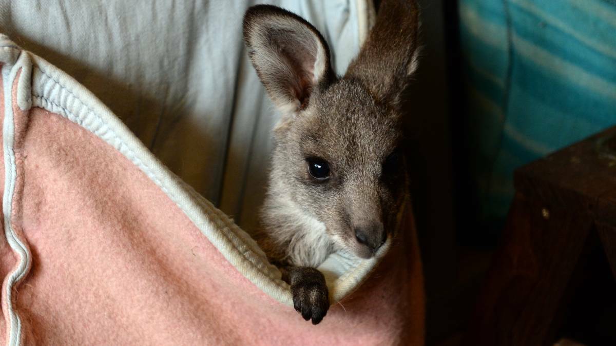 'Love them appropriately': wildlife carer urges people not to keep kangaroos as pets