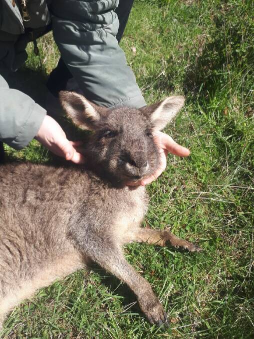 A very sick kangaroo rescued in the Ballarat region recently.