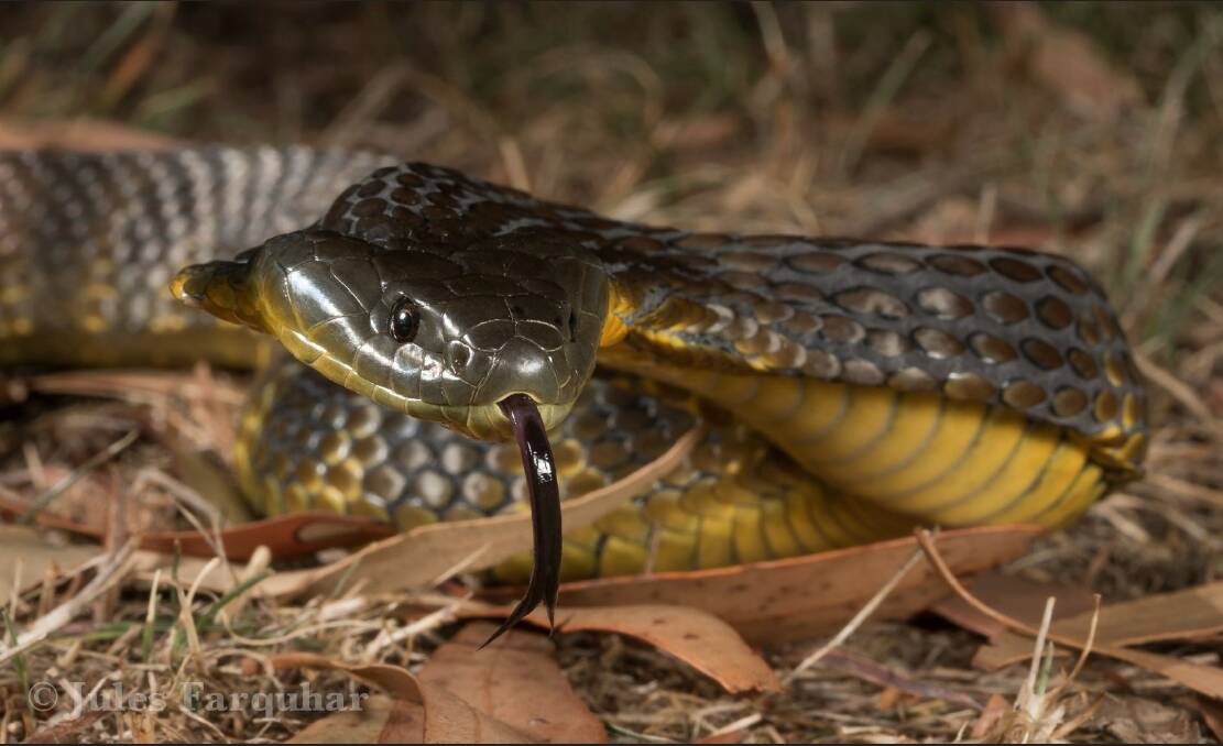 A tiger snake. Photo: Jules Farquhar