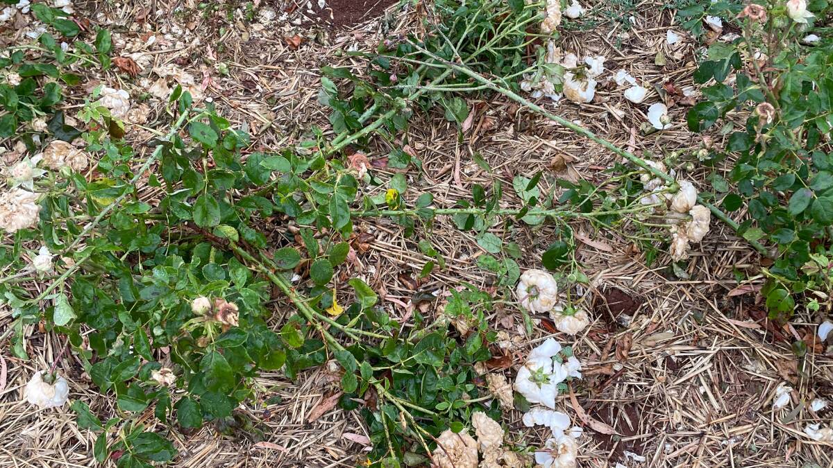 UNSELLABLE: This rose bush is one of thousands that has been severely damaged during the storm. Photos: Dan Roberts