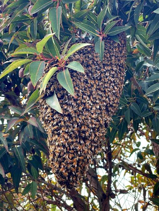 UP HIGH: A swarm relocated from Talbot Street in Ballarat Central this week. Photo: Supplied