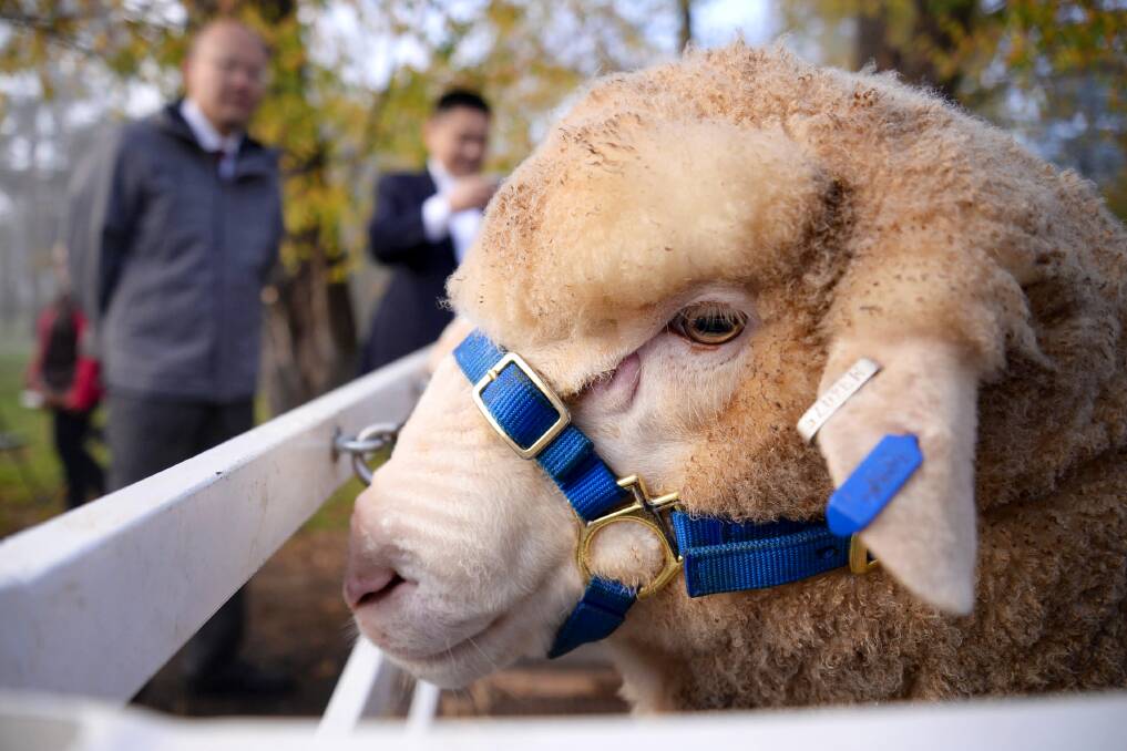 Ewe got it: Chinese wool industry delegates photograph a 12-month-old Poll Merino. The China Wool Industrial Association met at the estate on Friday.