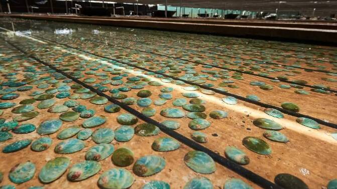 Planning minister approves onshore abalone farm after six-year battle