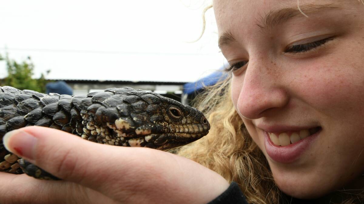 Sophie Brokenshire holds a shingleback lizard at the Ballarat Show. Picture: Lachlan Bence. 