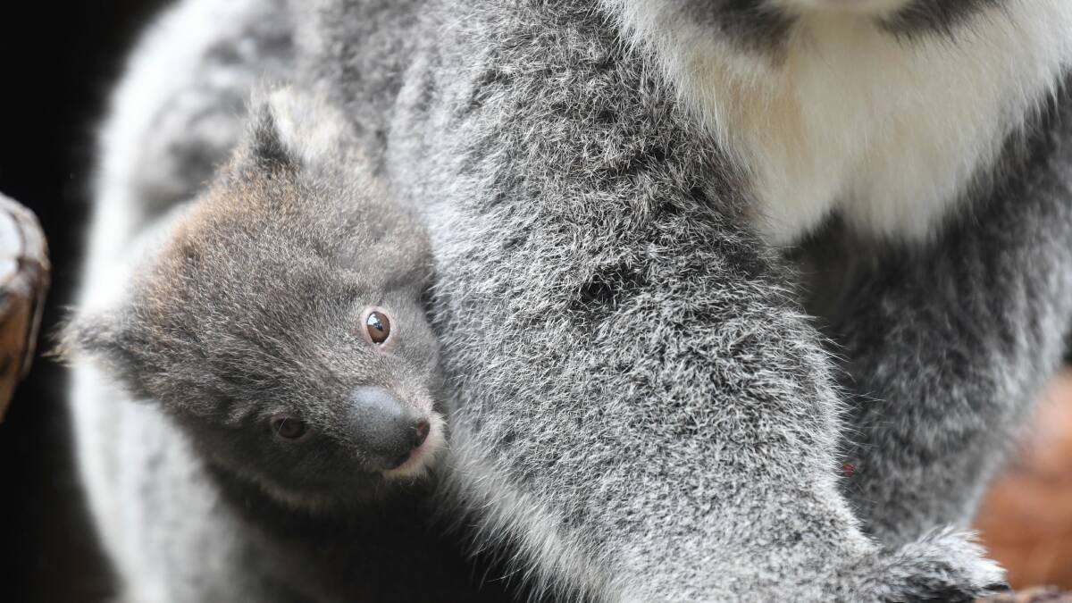 New brood of koala joeys at Ballarat Wildlife Park