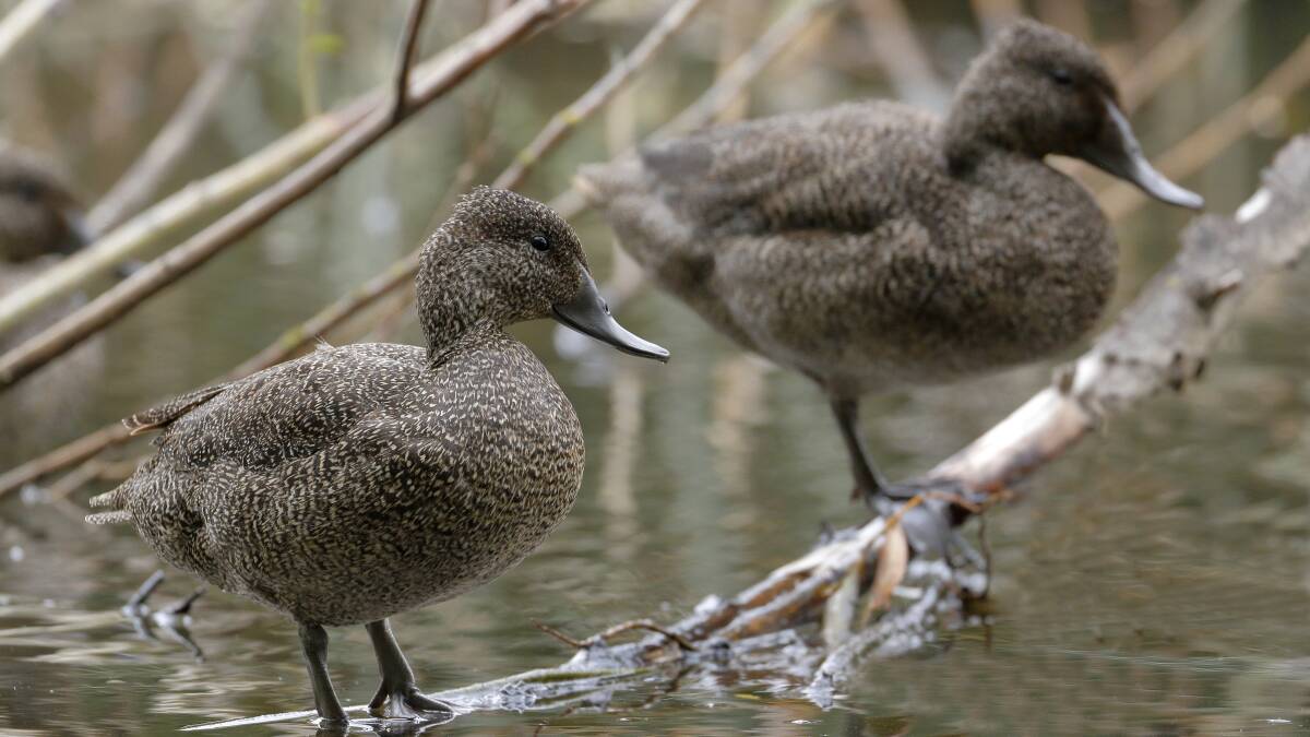 Rare freckled ducks resting quietly only a few metres from the main walking path. Photo: Ed Dunens.