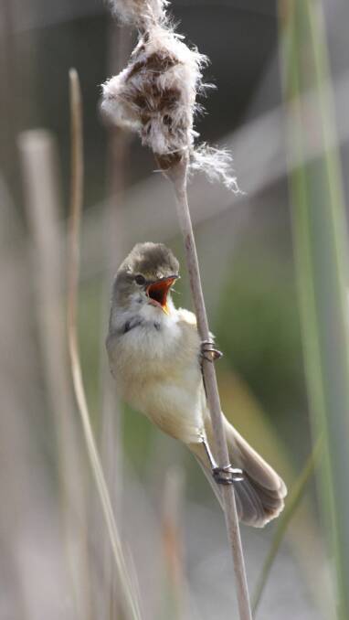 The delight of spring - a reed warbler in full song. Photo by Ed Dunens.