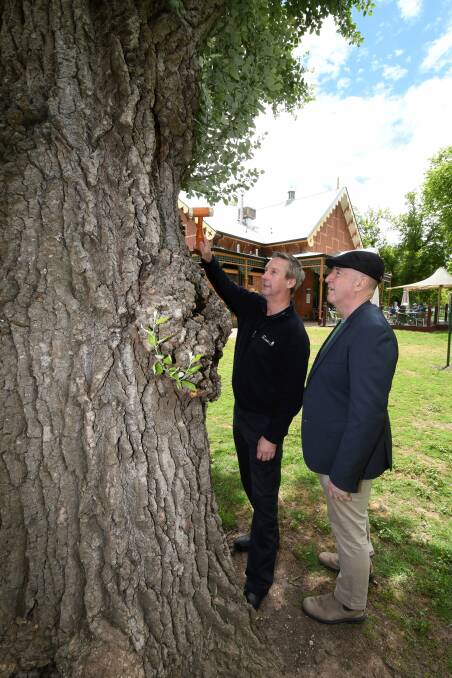 TREE CHANGE: City of Ballarat arborist Mitch Kemp and Councillor Mark Harris inspect one of the trunks around Lake Wendouree. Picture: Lachlan Bence.