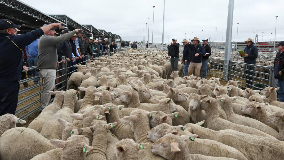The EPA asked saleyard managers to look into the possibility of building a roof of sheep yards. Picture: Lachlan Bence. 