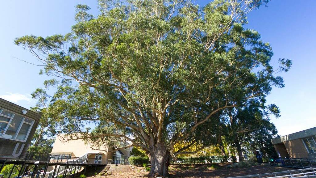 The magnificent Tasmanian blue gum on the Federation University Mount Helen campus 