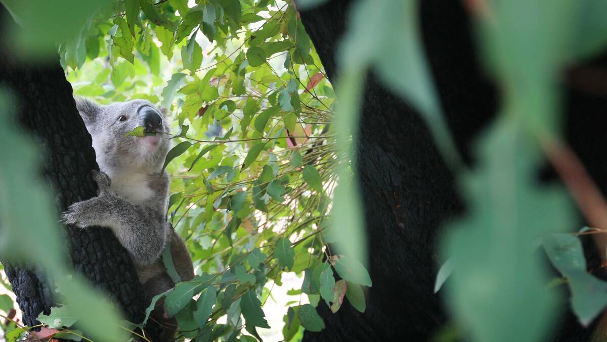 TREE CHANGES: the Friends of Canadian Corridor say koala habitat is not being offered ample protection in Ballarat Picture: Sylvia Liber