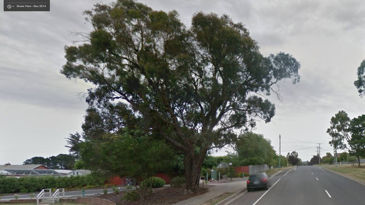 FELLED: The stringybark eucalyptus as it once stood alongside Kline Street. Picture: Google Street View