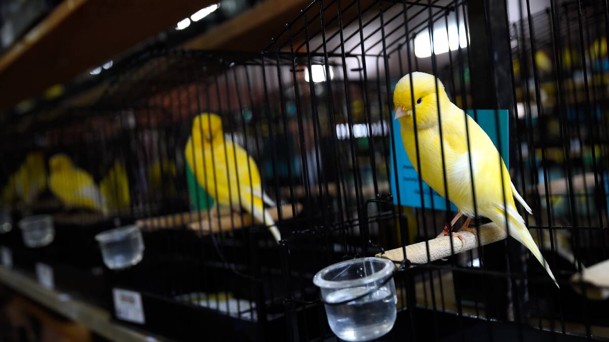 Singing the praises of the Ballarat Annual Canary Show after 50 years
