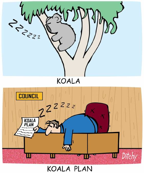 Council ‘failing to protect koala trees’