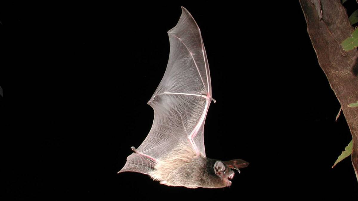 ON THE RADAR: A Gould's Wattled Bat, one of the species most likely to have been affected by the wind turbines. 
