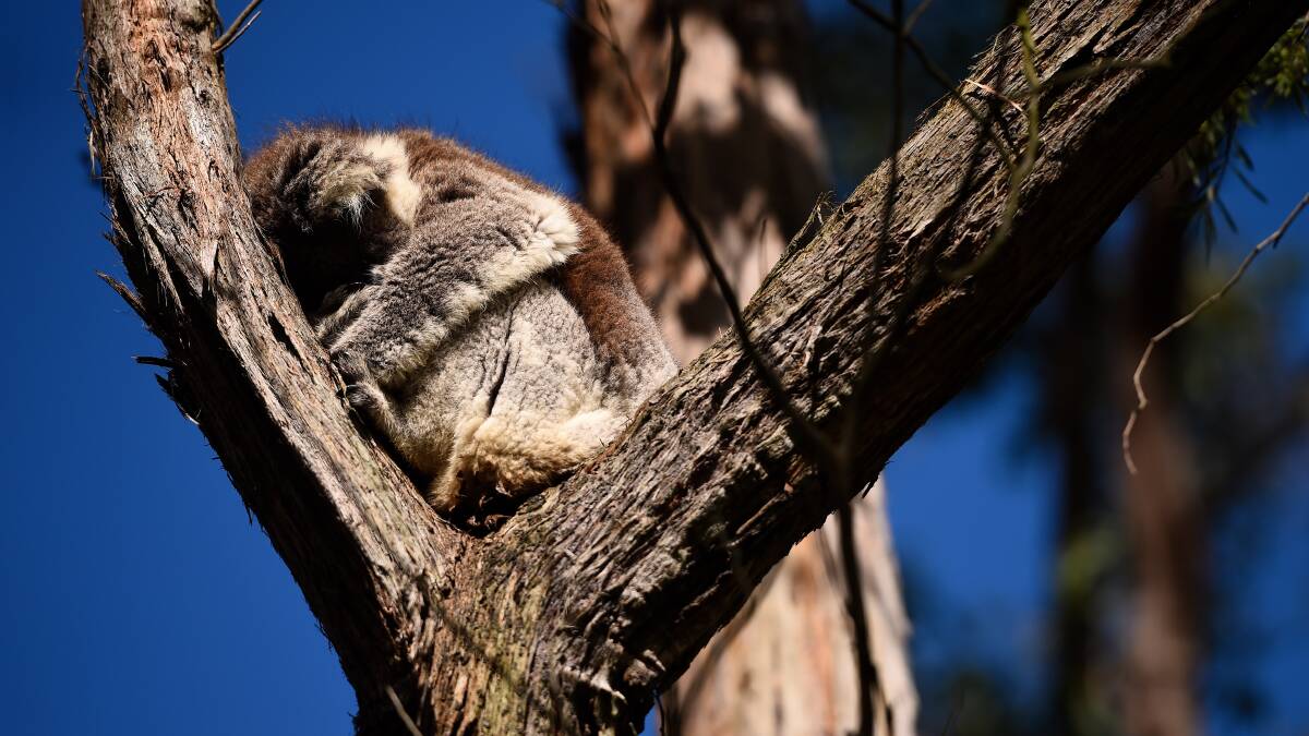 LOCAL RESIDENT: This image of a koala was captured in Mount Helen last month, proof that the marsupial is still very much a part of the area's landscape. Picture: Adam Trafford.
