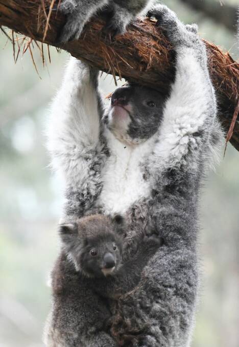 New brood of koala joeys at Ballarat Wildlife Park