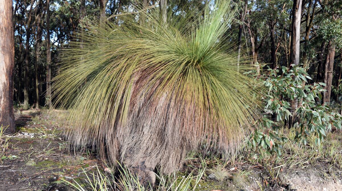 DISTINCTIVE: One of the many austral grass-trees in the Woowookarung Regional Park. Picture: Kate Healy. 