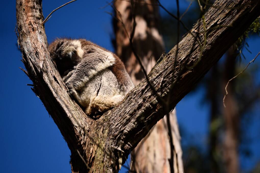 POPULATION PRESSURE: A file picture of a wild koala sheltering in a tree on a Mount Helen property in May last year. Picture: Adam Trafford.