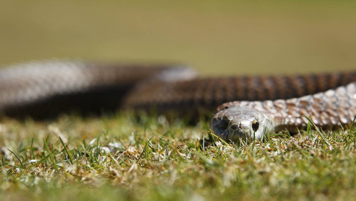 MALIGNED: A copperhead, the most commonly found snake in the Ballarat region. Photo: Dylan Burns.