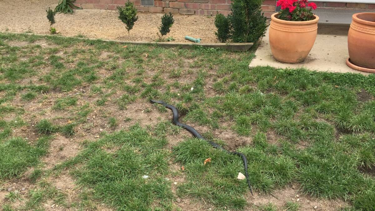 The snake in Redan. Picture: Jules Farquhar