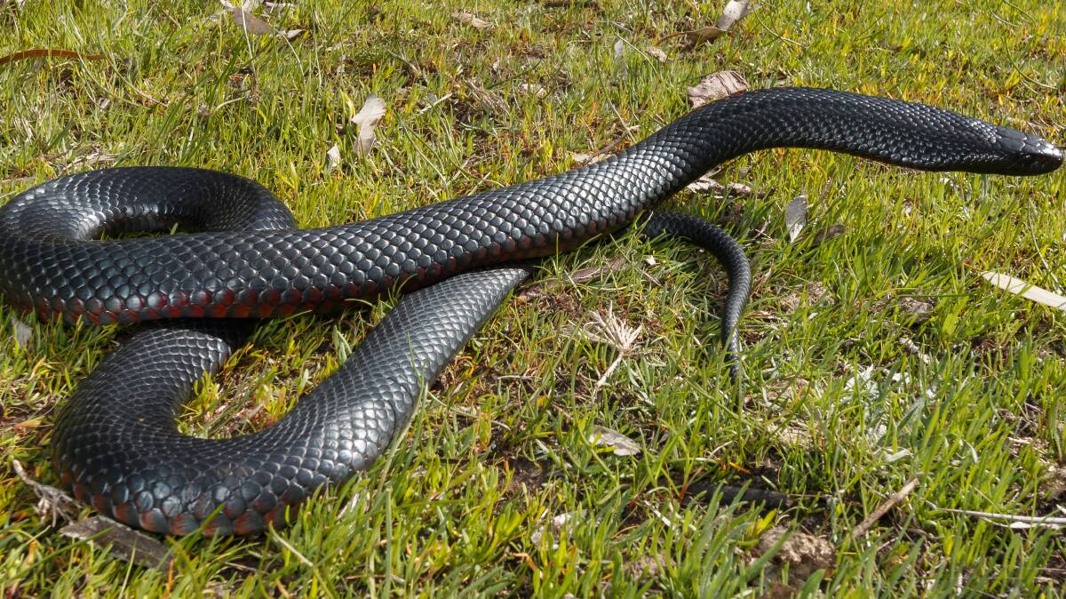 A red bellied black snake. PICTURE: Jules Farquhar