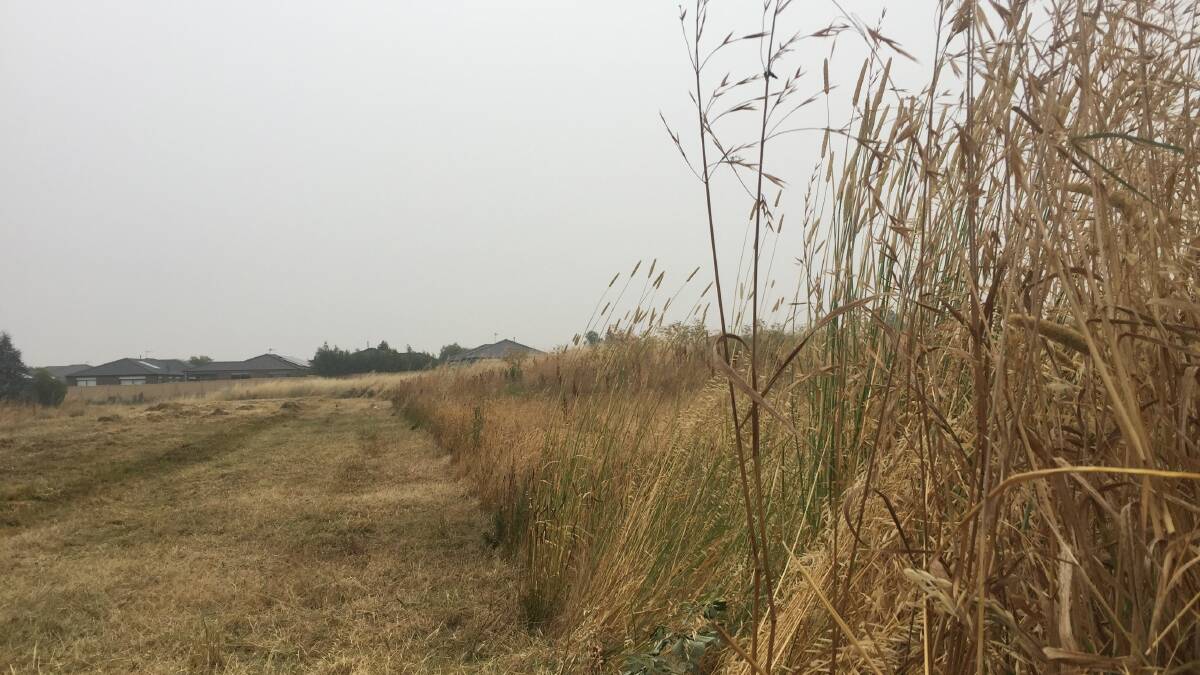 'Dangerous' grass finally slashed at Sebastopol mine site
