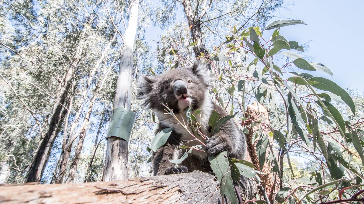 Koalas on the brink