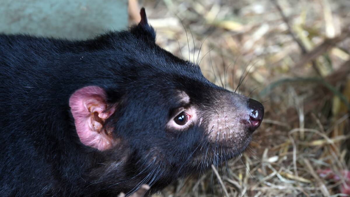 SIZE OF AN AVOCADO: The Tasmanian devil joey checks out his new home. Photo: Kate Healy