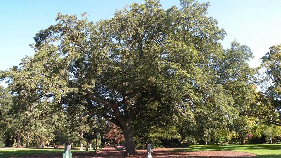 The turkey oak in the Ballarat Botanical Gardens